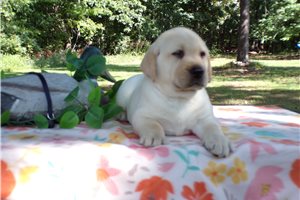 Commander - puppy for sale