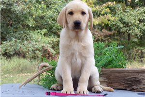 Connie - Labrador Retriever for sale