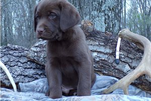 Rusty - puppy for sale