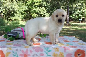 Connie - puppy for sale