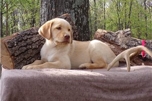 Jax - Labrador Retriever for sale