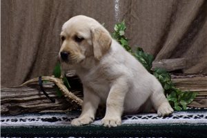 Justin - Labrador Retriever for sale
