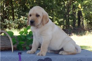 Captain - Labrador Retriever for sale