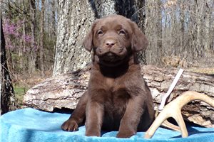 Rusty - Labrador Retriever for sale