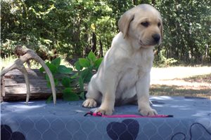 Connie - Labrador Retriever for sale