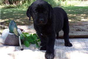 Carrie - Labrador Retriever for sale