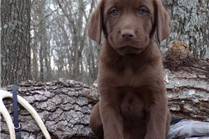 Milo - Labrador Retriever for sale