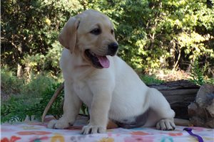 Captain - Labrador Retriever for sale