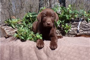 Riley - puppy for sale