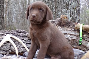 Hershey - Labrador Retriever for sale