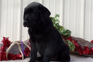 Julia - Labrador Retriever for sale