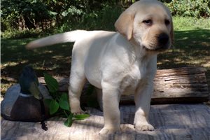 Commander - Labrador Retriever for sale