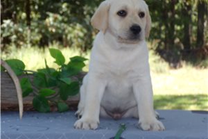 Comet - Labrador Retriever for sale