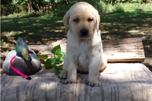 Connie - Labrador Retriever for sale