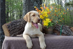 Blaze - Labrador Retriever for sale