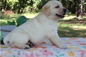 Cowboy - Labrador Retriever for sale