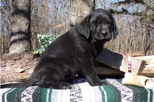 Jocelyn - Labrador Retriever for sale