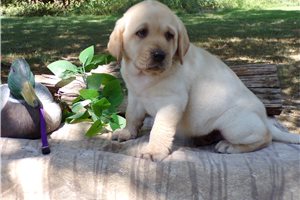 Captain - Labrador Retriever for sale