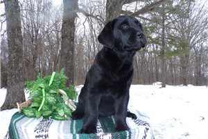 January - Labrador Retriever for sale