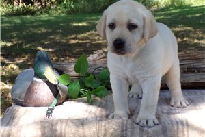 Comet - Labrador Retriever for sale