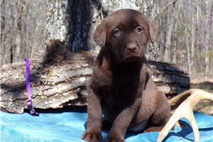 Mocha - Labrador Retriever for sale