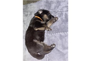 Wilson - German Shepherd for sale