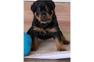 Petunia - Rottweiler for sale