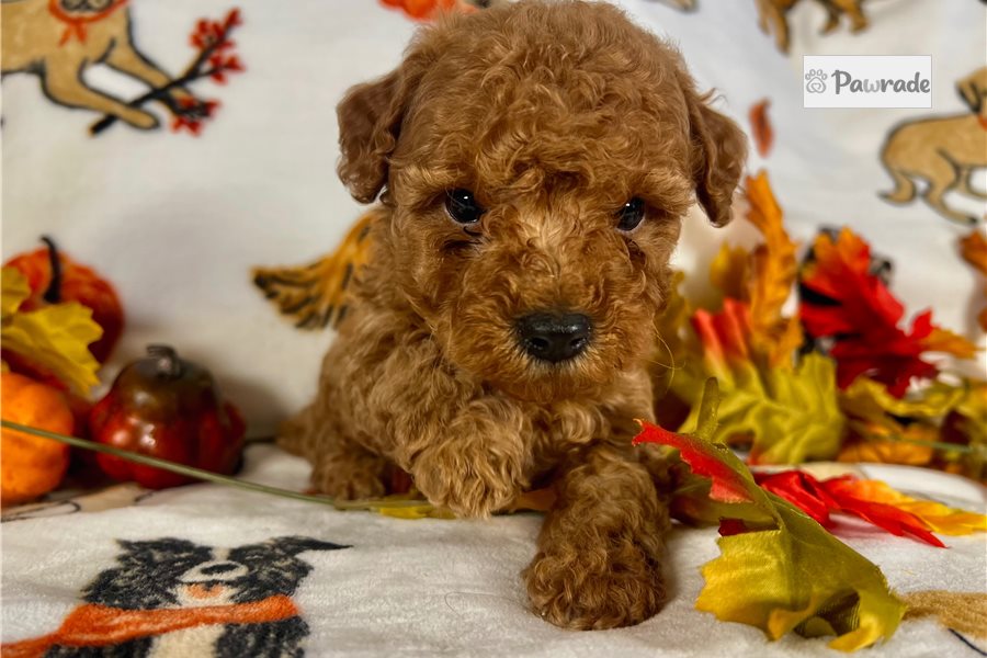 Ridley - Miniature Poodle for sale