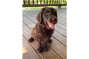 Tootsie - Labradoodle for sale