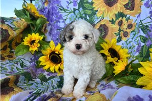 Winston - Poodle, Miniature for sale