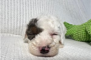 Petey - puppy for sale