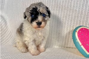 Bonnie - puppy for sale