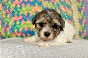 Winnie - Poodle, Miniature for sale