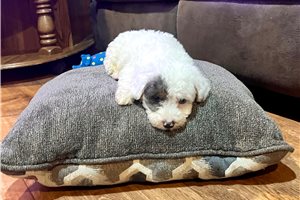 Petey - Poodle, Miniature for sale