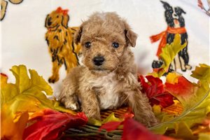 Simon - Miniature Poodle for sale