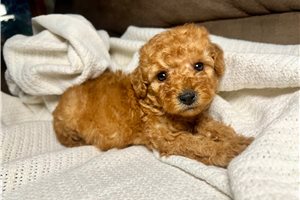 Rusty - Poodle, Miniature for sale