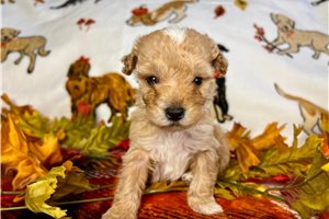 Shawn - puppy for sale