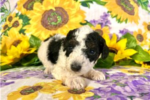 Ridge - puppy for sale