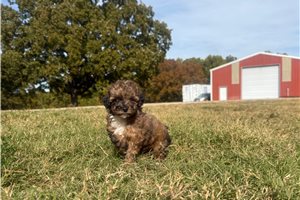 Serena - Miniature Poodle for sale