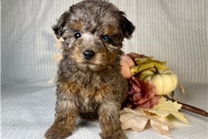 Maggie - Poodle, Miniature for sale