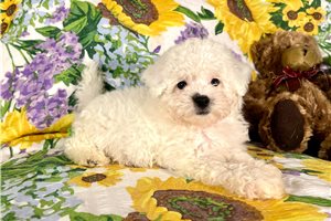 Lily - Poodle, Miniature, placed in Springfield
