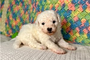Lily - Poodle, Miniature for sale