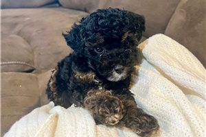 Benny - Poodle, Miniature for sale