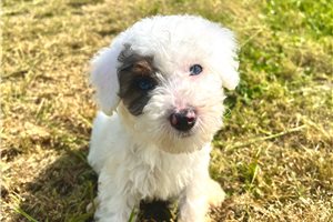 Petey - Poodle, Miniature for sale