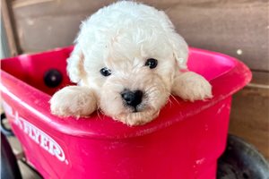 Lily - Poodle, Miniature for sale