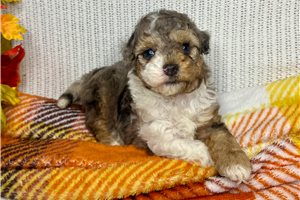 Charlie - Poodle, Miniature for sale