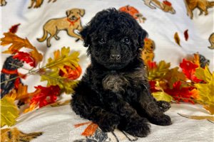 Rococo - Miniature Poodle for sale