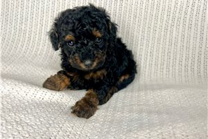 Viola - puppy for sale