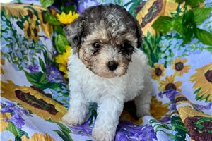Winnie - Poodle, Miniature for sale
