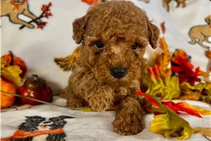 Ridley - Miniature Poodle for sale